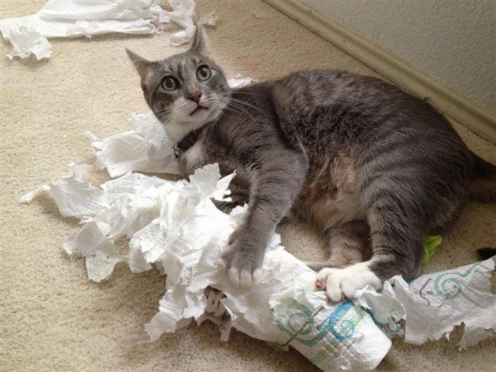 cat paper tear