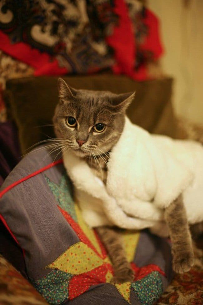 cat robe