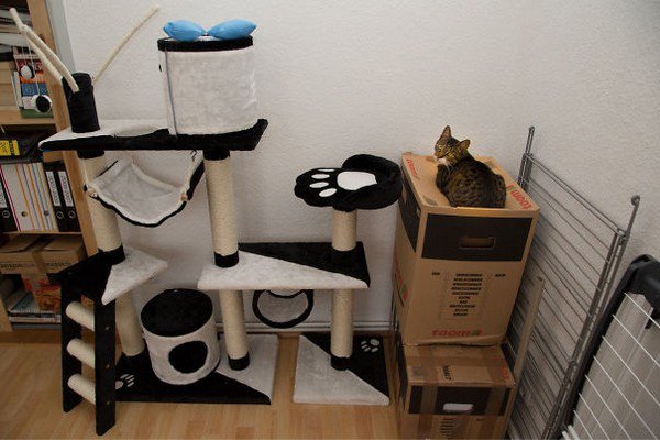 cat sit box cat gym