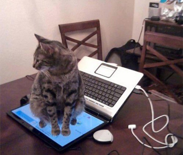 cat sitting computer