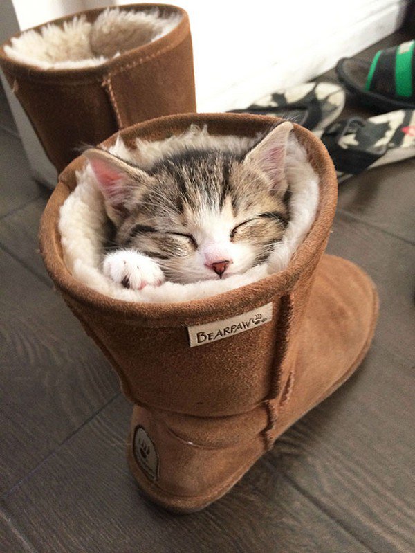 cat sleeping boot