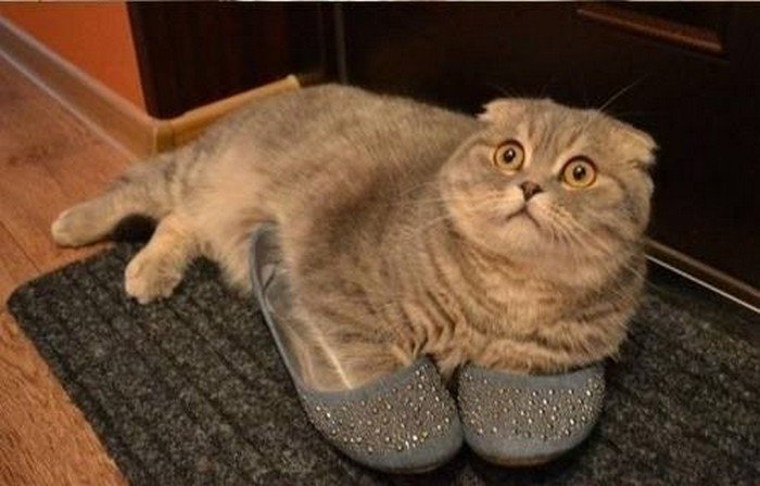 cat slippers