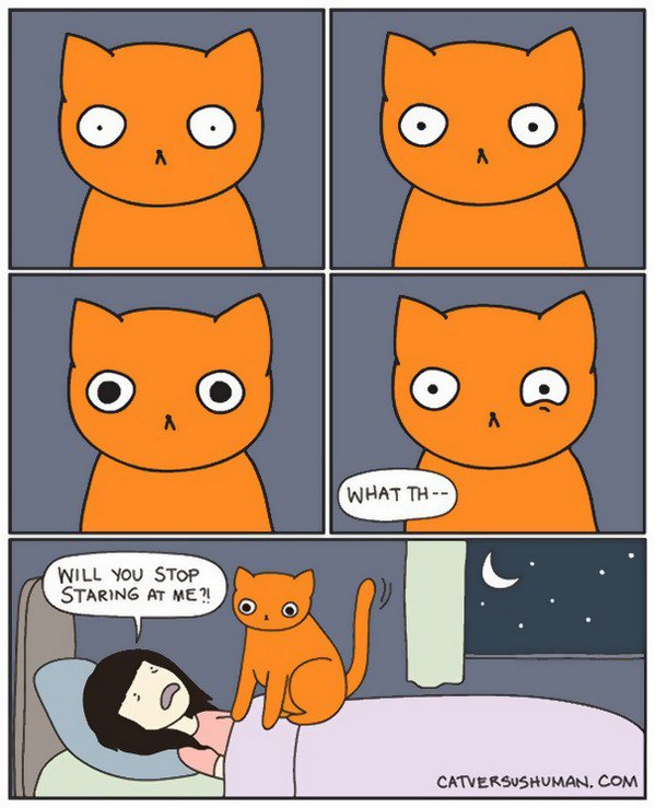 cat staring woman bed