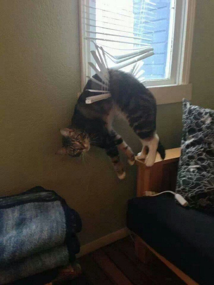 cat stuck blinds