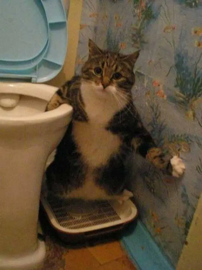 cat toilet