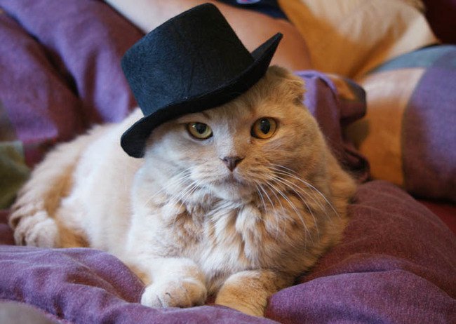 cat top hat