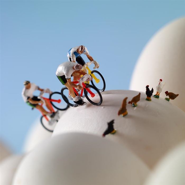 cycle chickens minimiam
