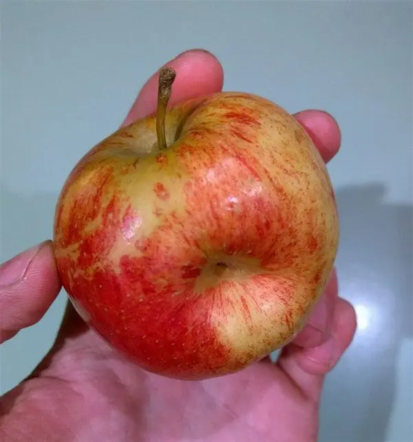 deformed apple