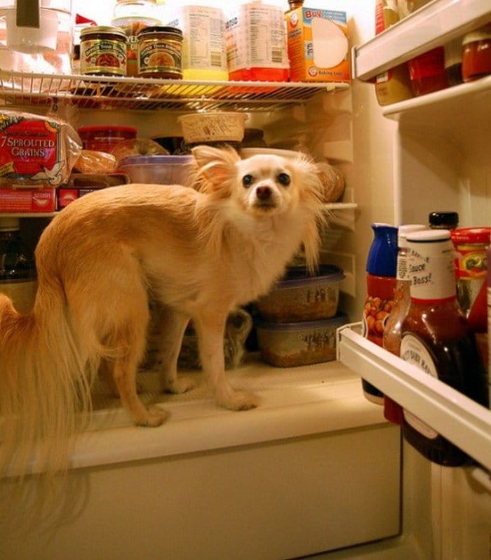 dog fridge
