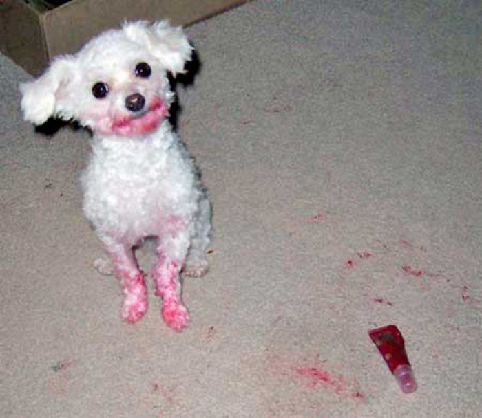 dog lipgloss