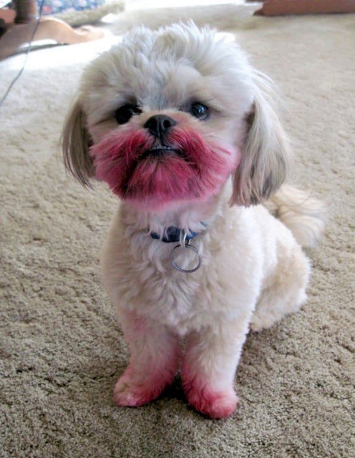 dog pink beard