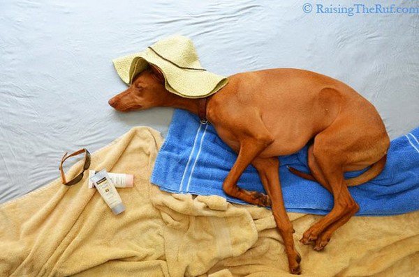 dog sleeping beach