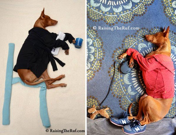 dog sleeping morning routine