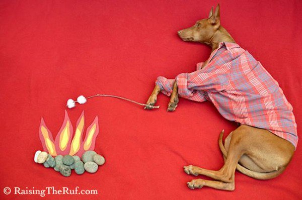 dog sleeping toasting marshmallows