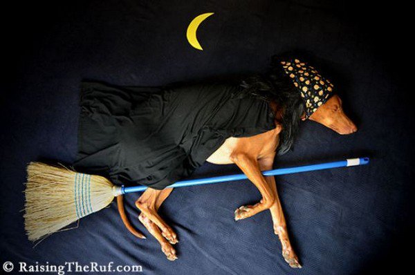 dog sleeping witch