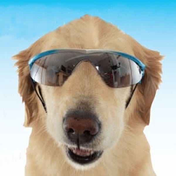 dog-sunglasses