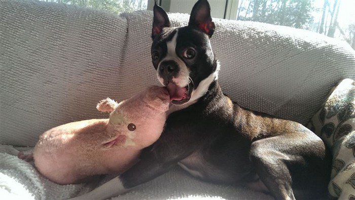 dog toy pig