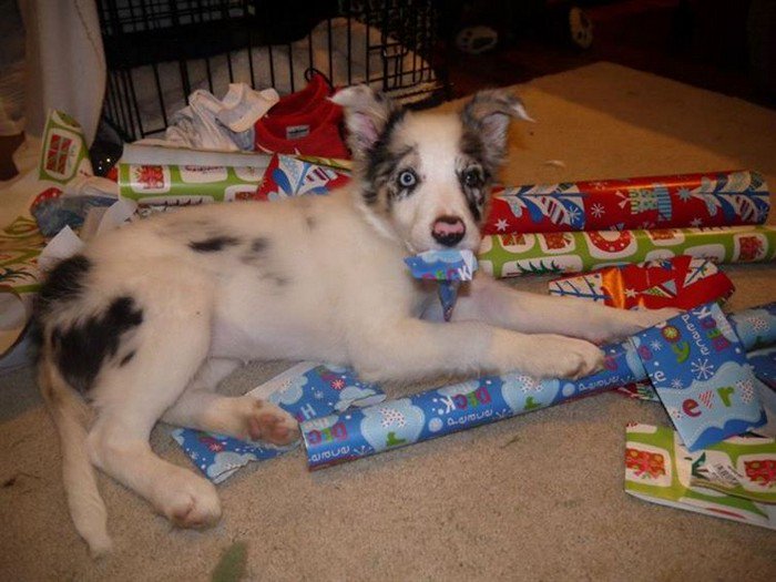 dog wrapping