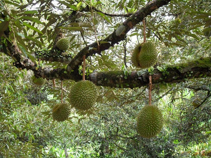 durian