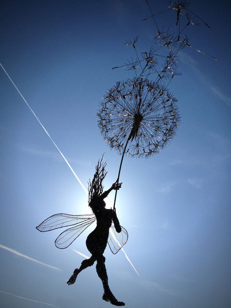 fairy dandelion plane trails sky