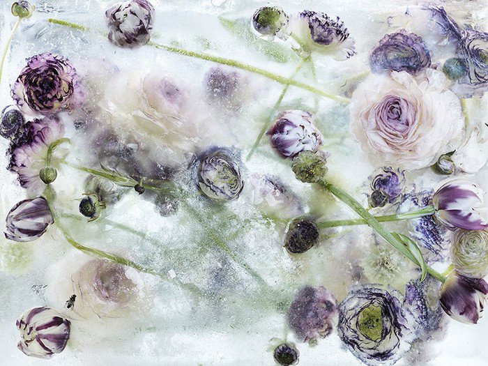frozen purple flowers