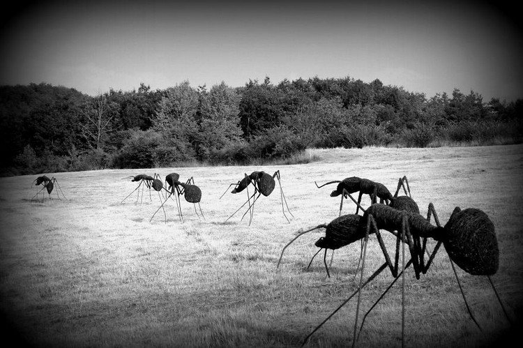 iron wire ants