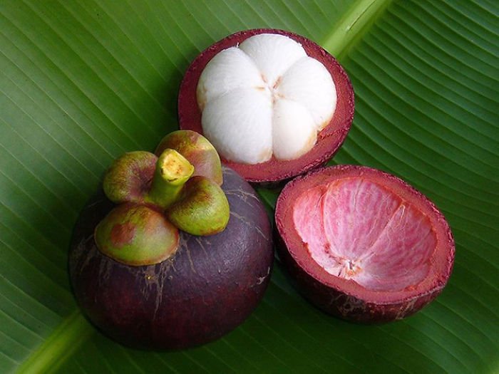 mangosteen