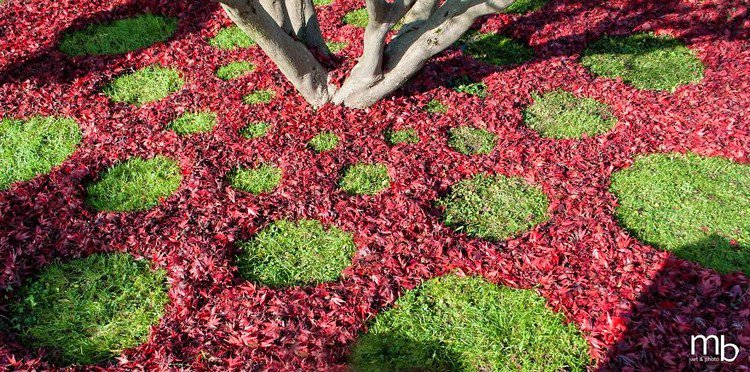 red leaves grass circles