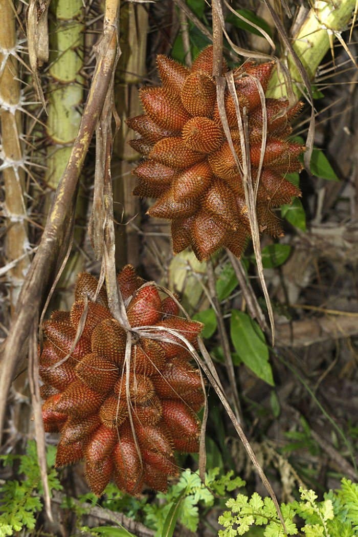 salak