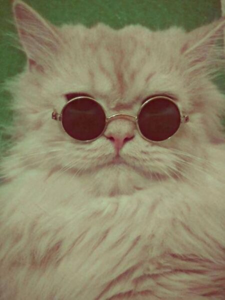 These 15 Cats Are So Stylish They Will Make You Look Bad