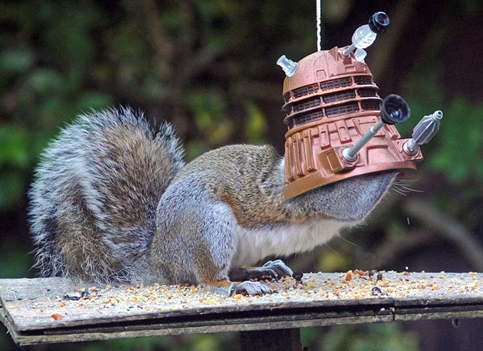 squirrel-helmet