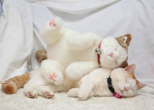 toy white cat sleeping cat