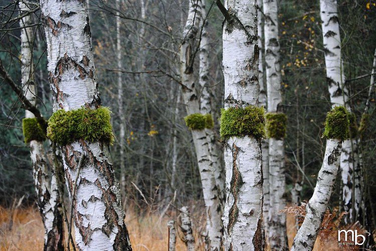 tree trunks moss
