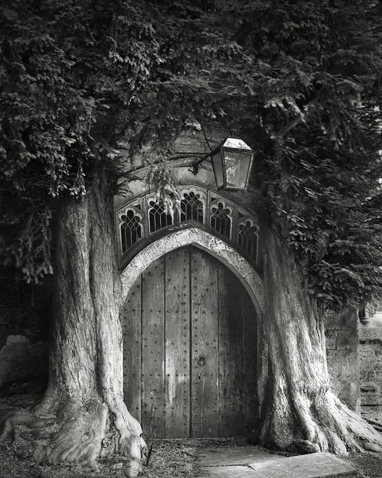 trees-door