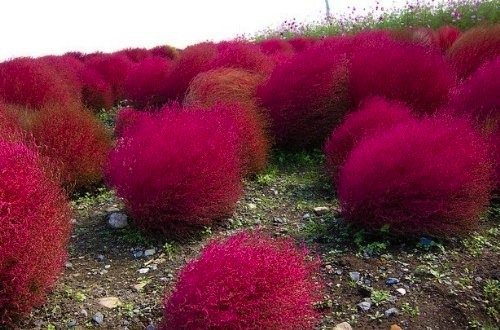 yard-kochia