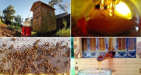 Automatically Harvest Honey