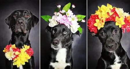 Black Dog Flower Photography