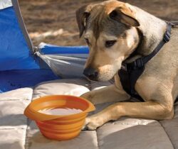 Collapsible Travel Pet Bowl