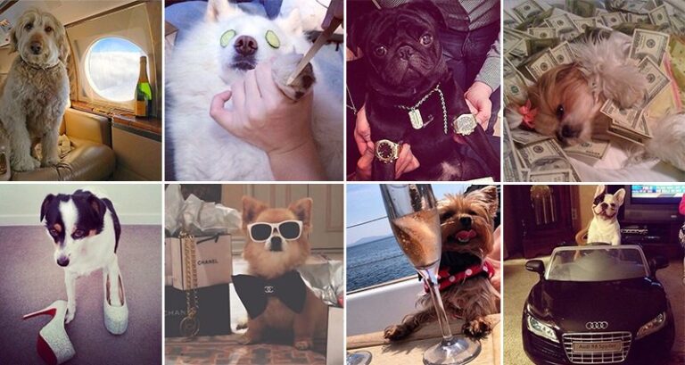 Rich Instagram Dogs