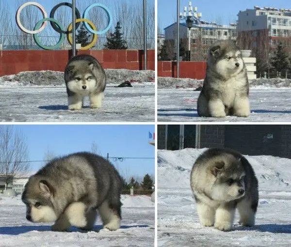 alaskan malamute