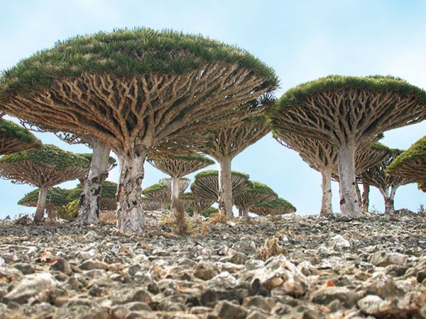 amazing-places-socotra