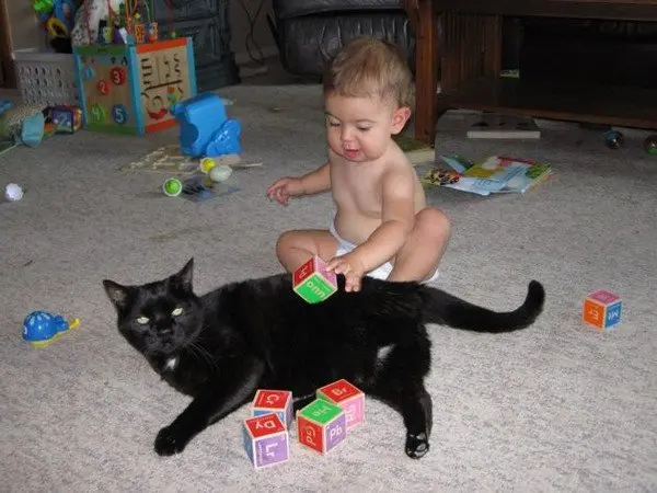 baby bricks cat