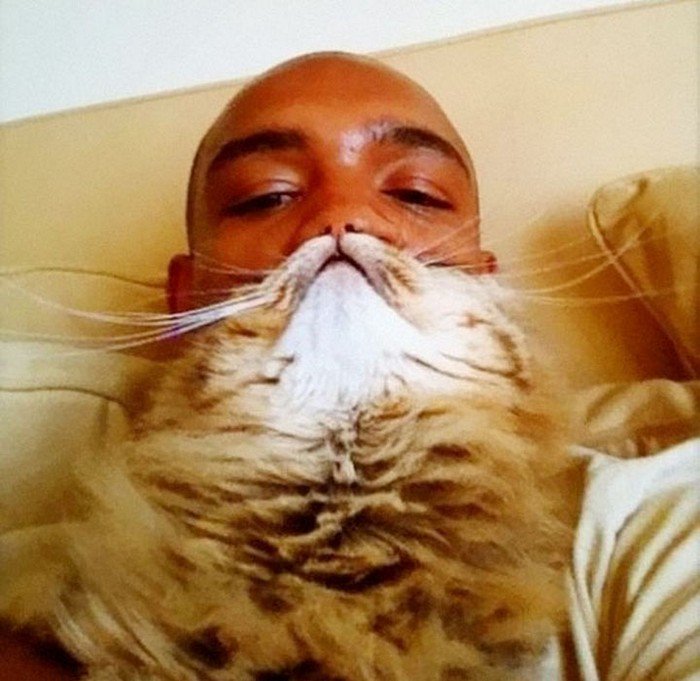 bald guy cat beard
