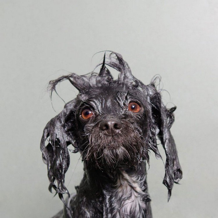 black beardy wet dog