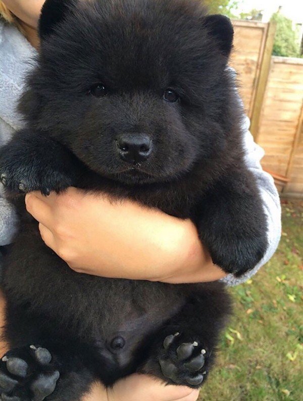 black chow chow