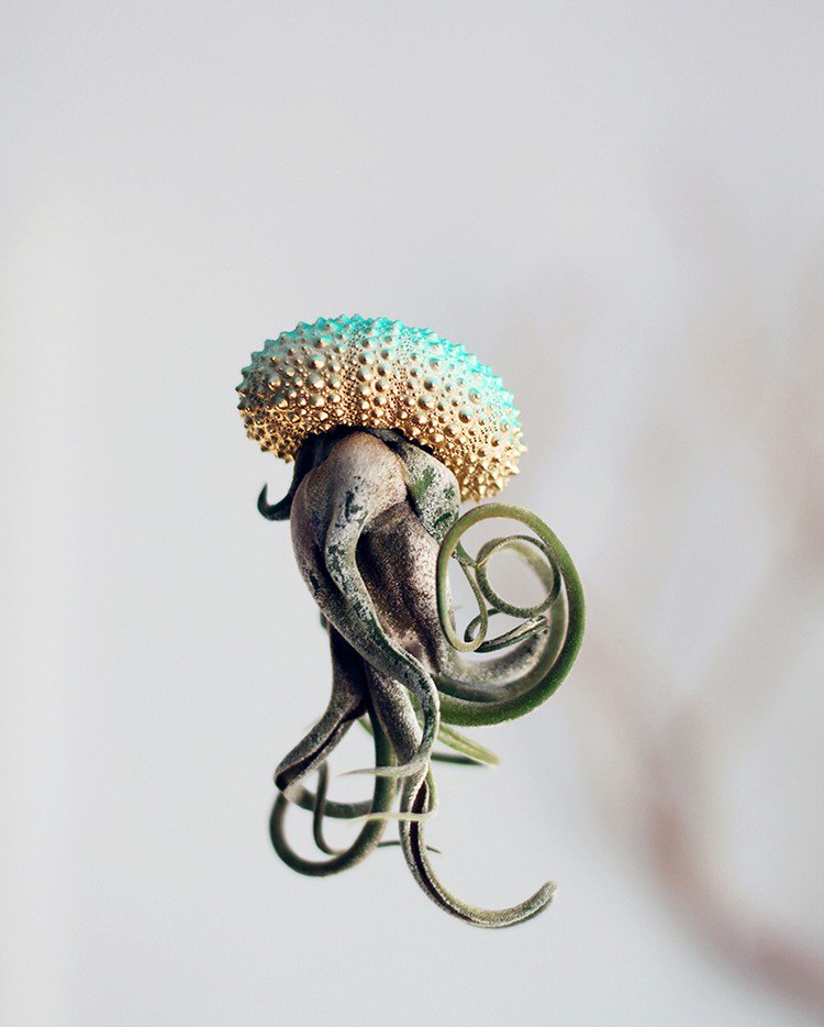 blue gold air plant jellyfish