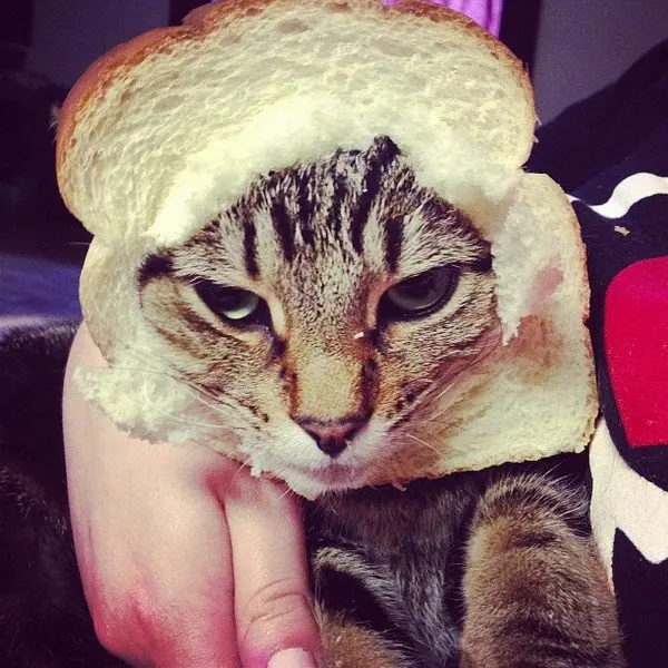 bread face cat