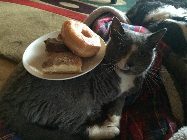 cakes on cat