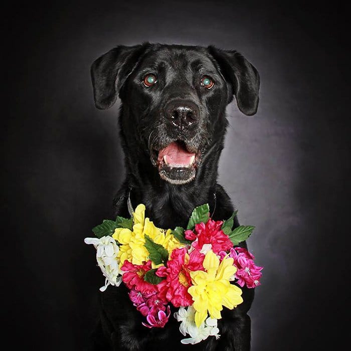 cassie dog with flowers