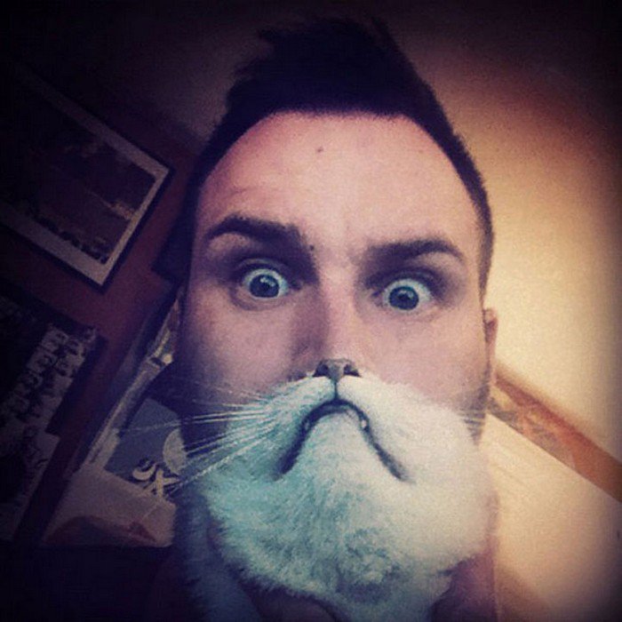 cat beard big eyes